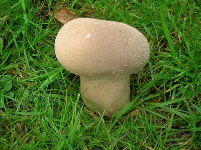 Lycoperdon excipuliforme