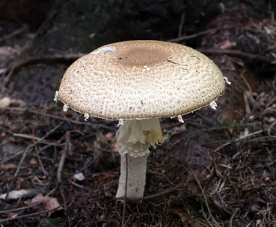 Agaricus augustus