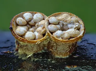 Crucibulum laeve