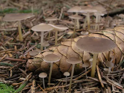 Sprucecone cap