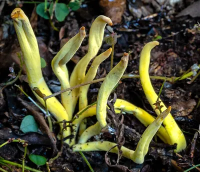Clavulinopsis depokensis