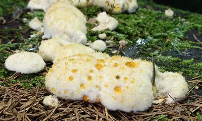 Postia ptychogaster