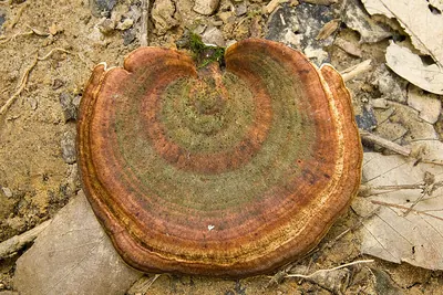 Microporus affinis