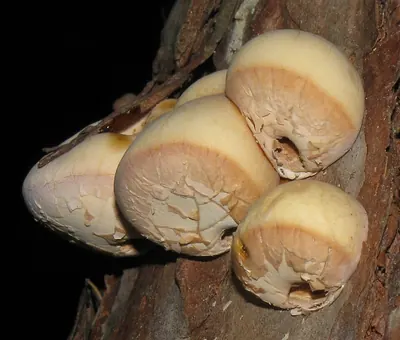 Cryptoporus volvatus