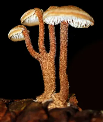 Auriscalpium vulgare