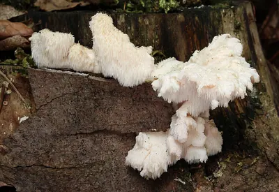 Hericium cirrhatum