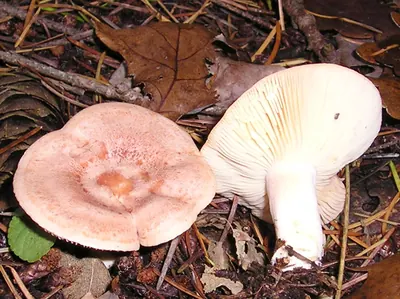 Lactarius chrysorrheus