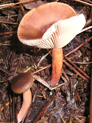 Birch Milkcap