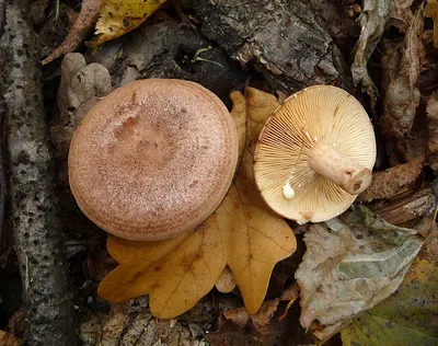 Lactarius quietus