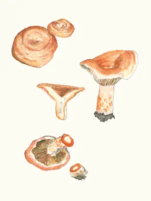 Lactarius deliciosus