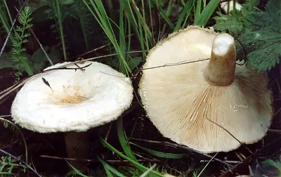 Lactarius pubescens