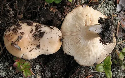 Lactarius musteus
