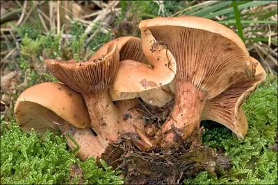 Lactarius fulvissimus