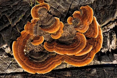 Gloeophyllum sepiarium