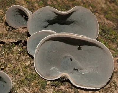 Auricularia cornea