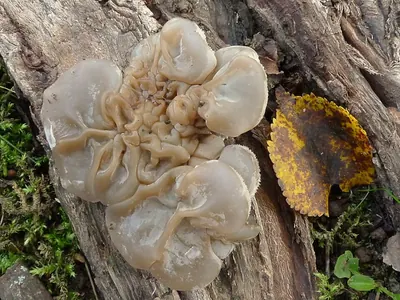Auricularia mesenterica