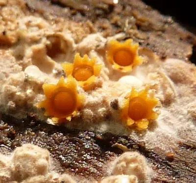 Sphaerobolus stellatus