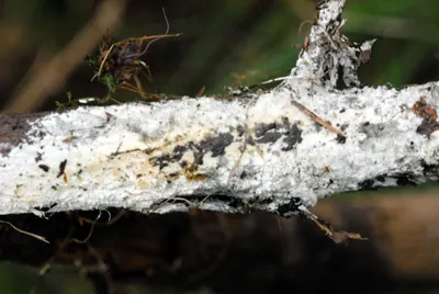 Sistotrema brinkmannii