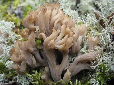 Clavulina coralloides