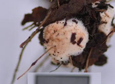 Glomus macrocarpum