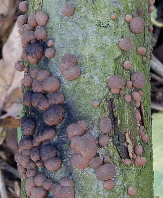 Hypoxylon fuscum
