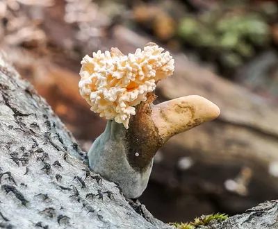 Xylaria cubensis