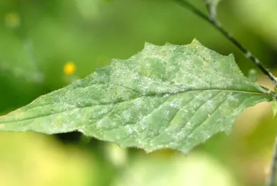Podosphaera fusca