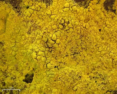 Dust lichen
