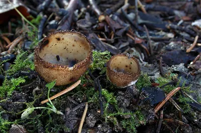 Humaria hemisphaerica