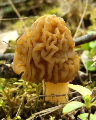 Verpa bohemica