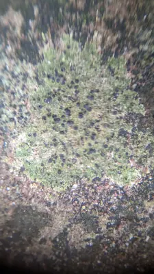 Wart lichen