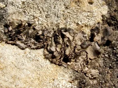 Brook lichen