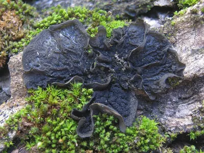 Blistered jelly lichen; Jelly lichen