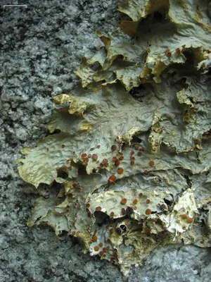 Cabbage lungwort