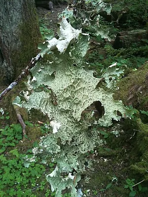 Oregon lung lichen