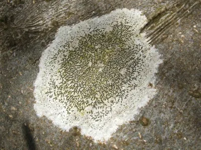 Elegant script lichen