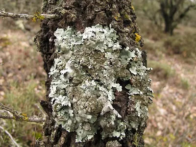 Parmelina tiliacea