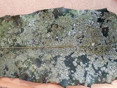 Lecania lichen