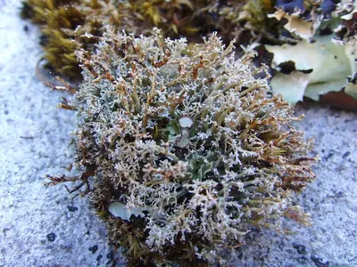 Globe ball lichen