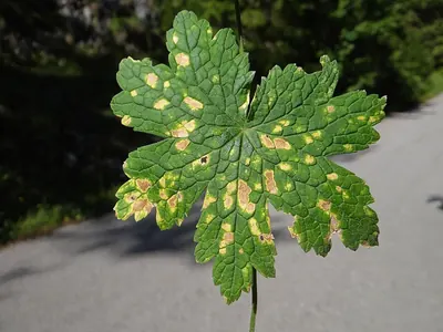 Ramularia geranii