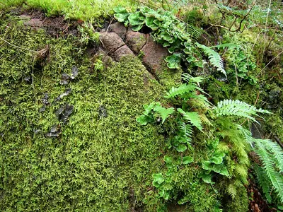 Licorice fern