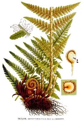 Male fern