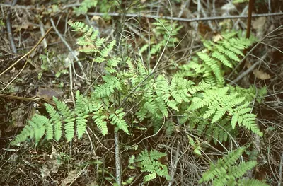 Narrow buckler-fern