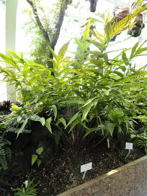 Incised halberd fern