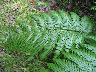 Rooting chainfern