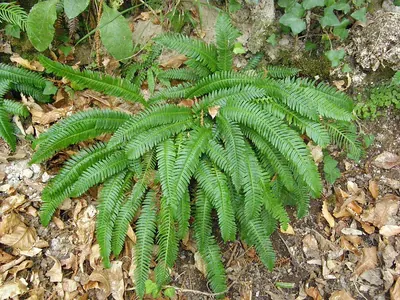 Hard Fern