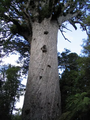 Kauri