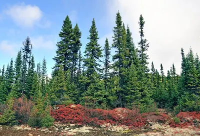 Black Spruce