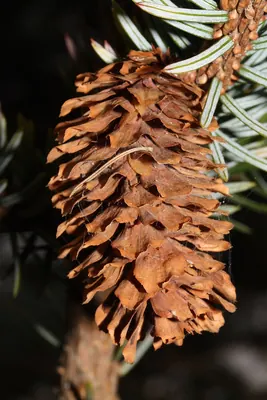 Sitka Spruce