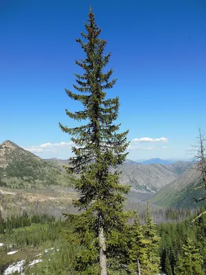 Engelmann Spruce
